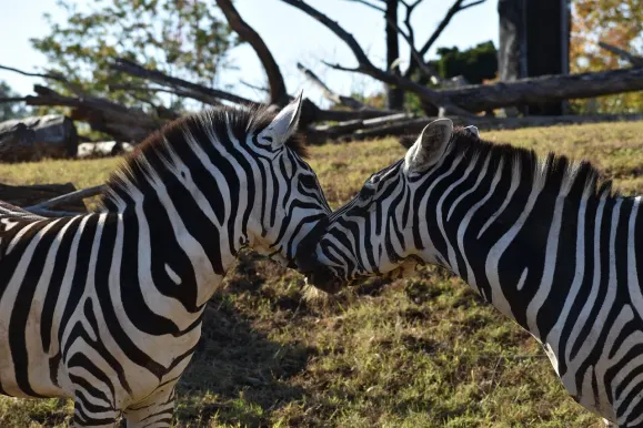 LunarSlots Casino Tugi